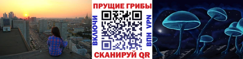 kraken как войти  где найти   Коммунар  Галлюциногенные грибы Cubensis 